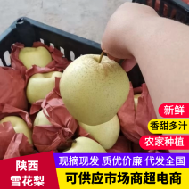 陕西礼泉老树雪花梨子大量上市.产地直供.可视频看货