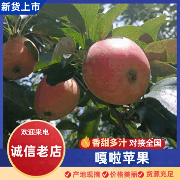 云南嘎啦苹果基地直销量大质优价格优惠支持视频看货