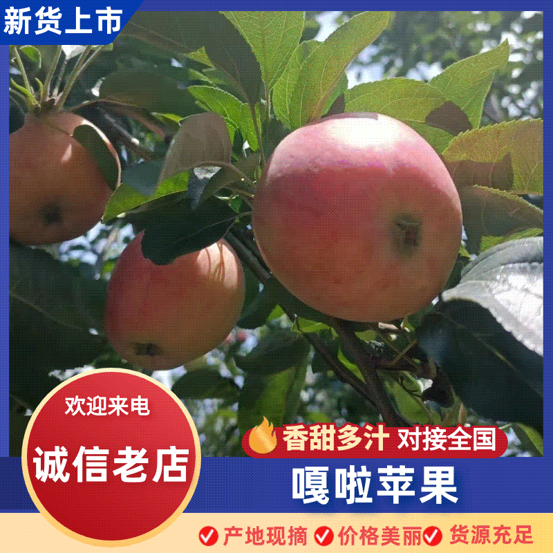 云南嘎啦苹果基地直销量大质优价格优惠支持视频看货