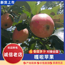 【热卖】嘎啦苹果基地直销保质保量价格优惠一手货源
