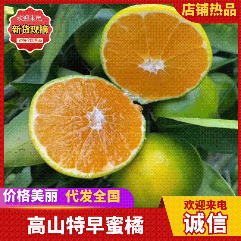 精品蜜橘柑桔，皮簿多汁，对接批发市场电商外贸出口拖板车