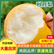 秋月梨产地直供量大质优价格优惠精品果直接对接电商