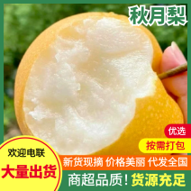 宁陵精品梨秋月梨基地直供量大从优全国发货欢迎联