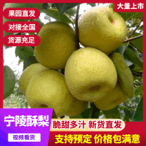 河南宁陵酥梨甜脆多汁产地直供量大从优实力代发全国