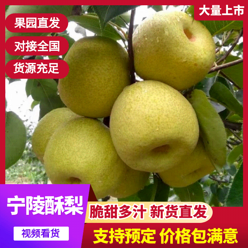 河南宁陵酥梨甜脆多汁产地直供量大从优实力代发全国