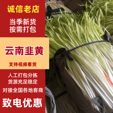 云南精品韭黄大量供应精品小把，短条，长条按需定制