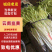 云南精品韭黄大量供应精品小把，短条，长条按需定制
