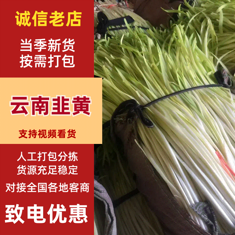 云南精品韭黄大量供应精品小把，短条，长条按需定制