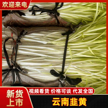 各种韭黄精品小把，短条，长条。根据客户要求来做。