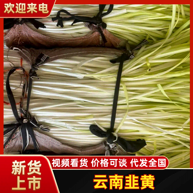 各种韭黄精品小把，短条，长条。根据客户要求来做。