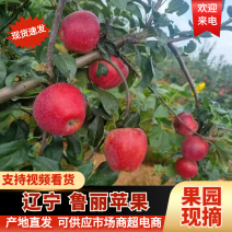 【新鲜直达】辽宁绥中鲁丽苹果新鲜采摘现货批发欢迎咨询