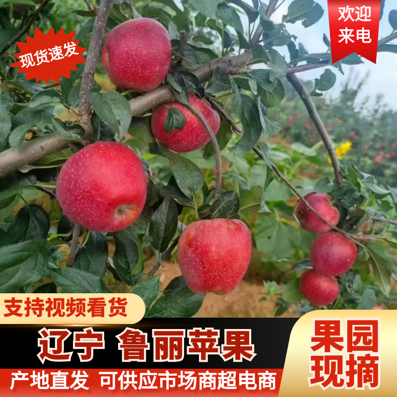 【新鲜直达】辽宁绥中鲁丽苹果新鲜采摘现货批发欢迎咨询