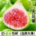 山东威海青皮无花果一件代发产地直发一手货源对接各大电商平