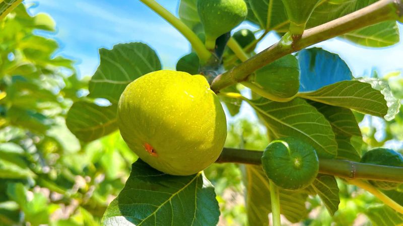 山东威海青皮无花果一件代发产地直发一手货源对接各大电商平