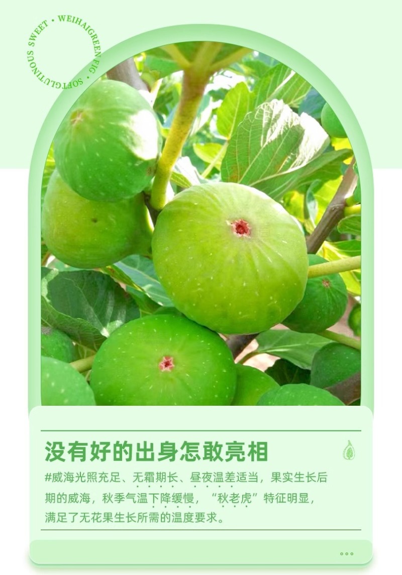 山东威海青皮无花果一件代发产地直发一手货源对接各大电商平