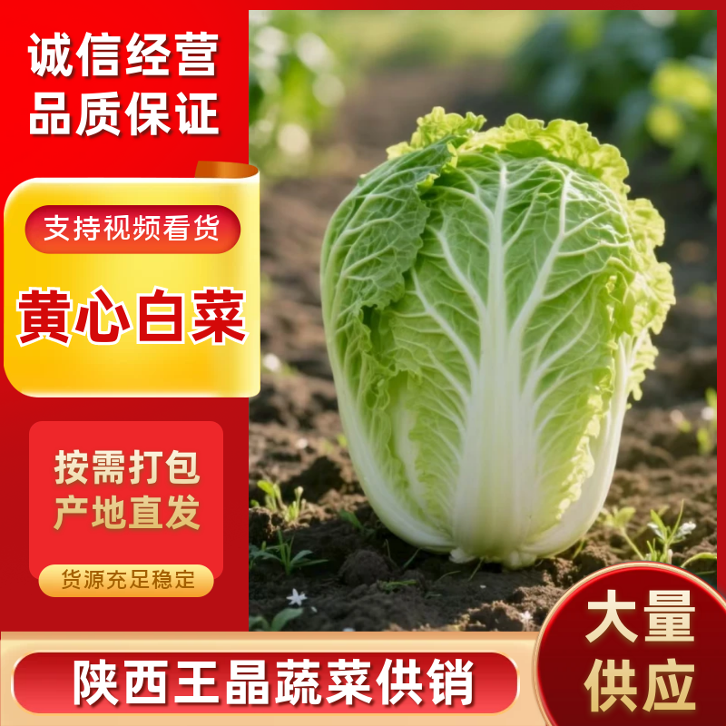 陕西优质大白菜，个头适中，颜色鲜艳。可打各种包装