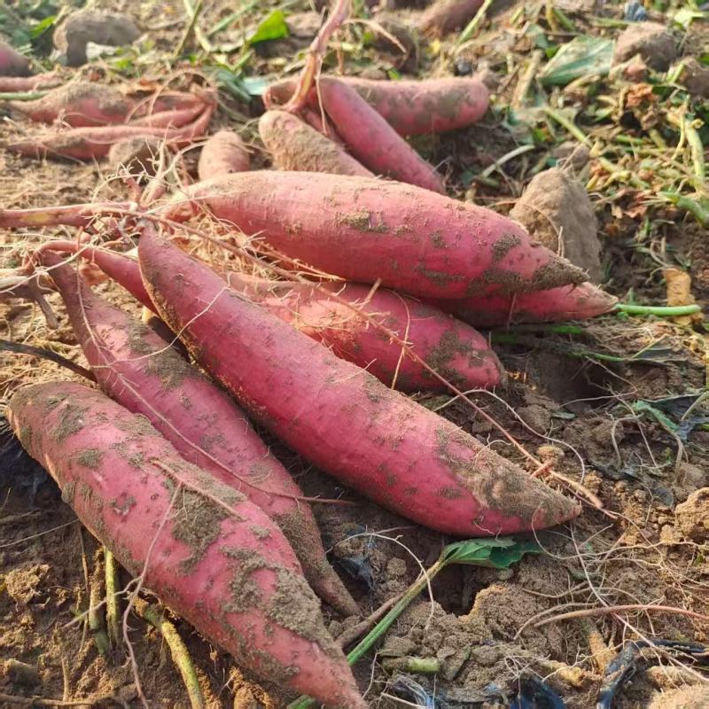 河南红薯软糯香甜新鲜上市量大从优欢迎采购热卖中一手货源