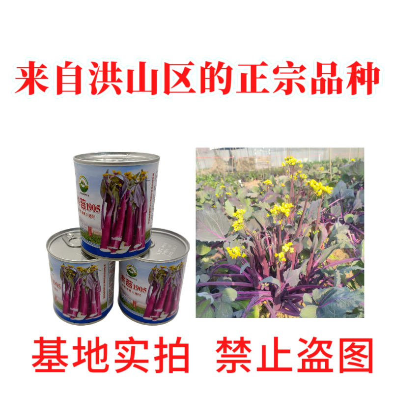 【洪苔1905】基地优选正宗湖北武汉洪山菜苔种子粗苔子抗