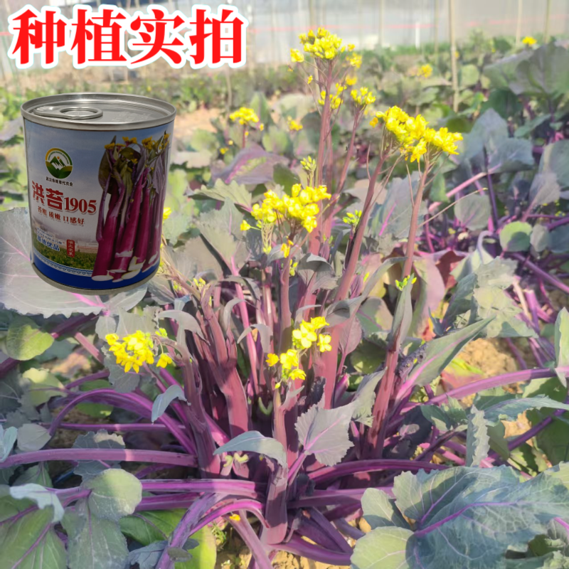 【洪苔1905】基地优选正宗湖北武汉洪山菜苔种子粗苔子抗