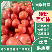硬粉西红柿湖北西红柿产地直发坏烂包赔量大优惠