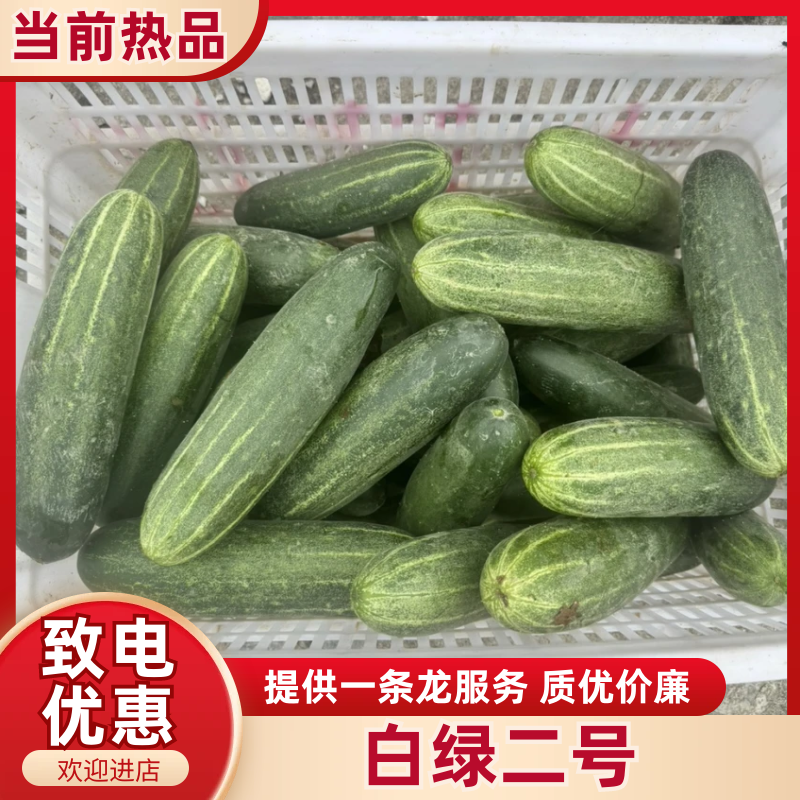 各种精品吊瓜，白绿二号，大量有货