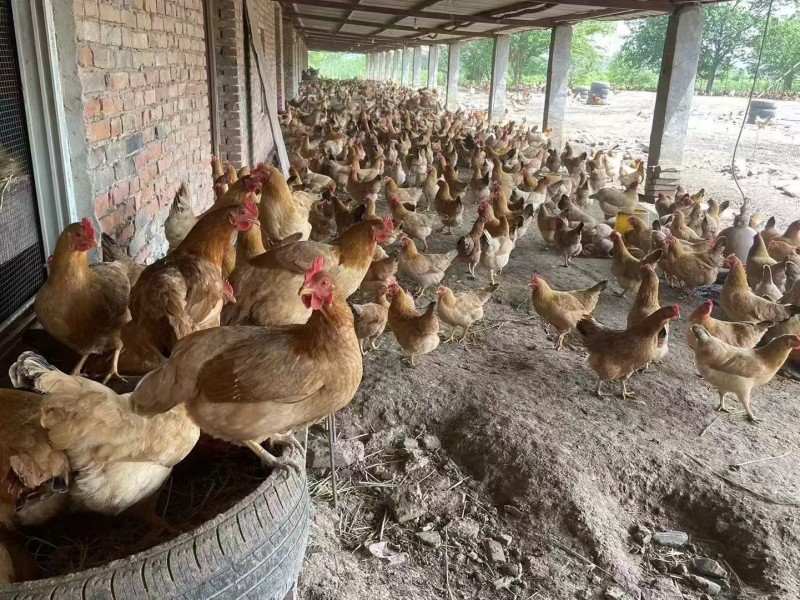 （走货全国）皖南土鸡新鲜上市价格美丽质量好走货快欢迎询价