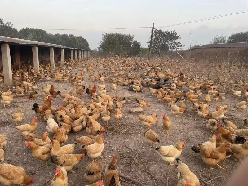 （实力供货）安徽土鸡肉质好价格美丽质量好走货快欢迎询价