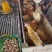 (热卖)安徽散养土鸡新鲜上市肉质香醇价格美丽质量好走货快