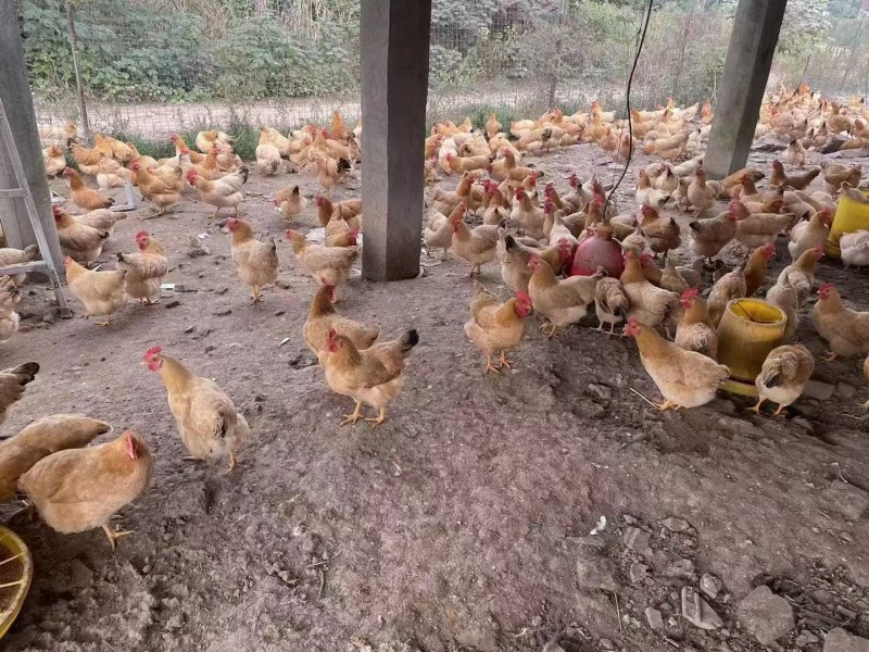 （热卖)安徽散养土鸡新鲜上市肉质香醇价格美丽质量好走货快