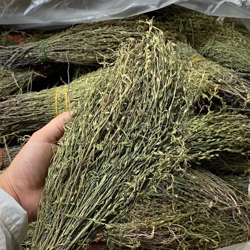 独脚金疳积草当季新货独角金中药材孩儿消积食煲汤孩儿草