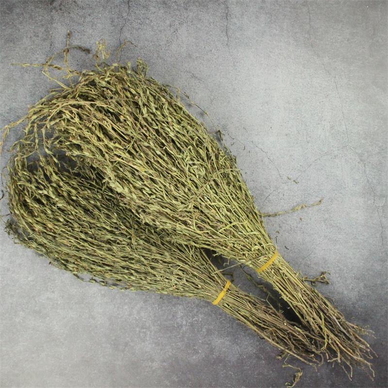 独脚金疳积草当季新货独角金中药材孩儿消积食煲汤孩儿草
