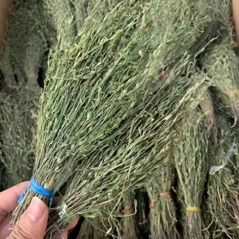 独脚金疳积草当季新货独角金中药材孩儿消积食煲汤孩儿草
