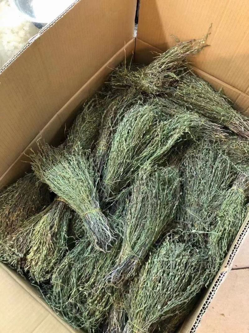 独脚金疳积草当季新货独角金中药材孩儿消积食煲汤孩儿草