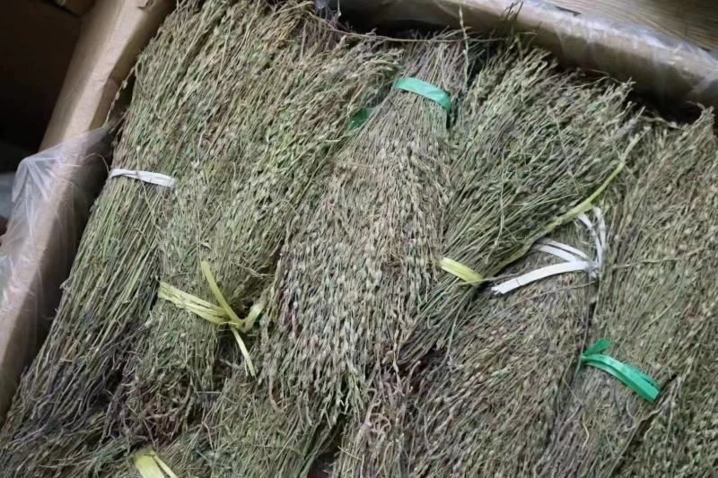 独脚金疳积草当季新货独角金中药材孩儿消积食煲汤孩儿草