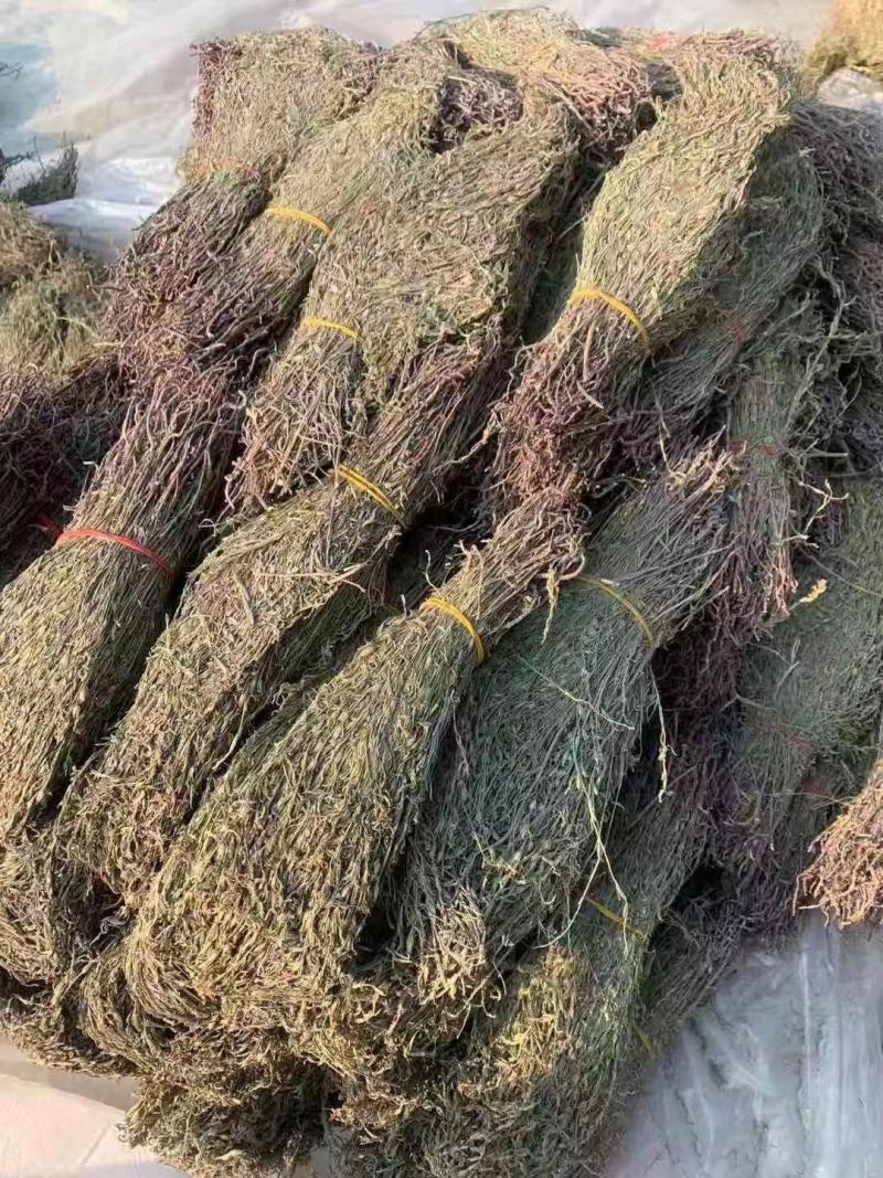 独脚金疳积草当季新货独角金中药材孩儿消积食煲汤孩儿草