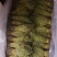 独脚金疳积草当季新货独角金中药材孩儿消积食煲汤孩儿草