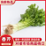 【实力供应】云南香芹大量供应一手货源量大从优欢迎咨询