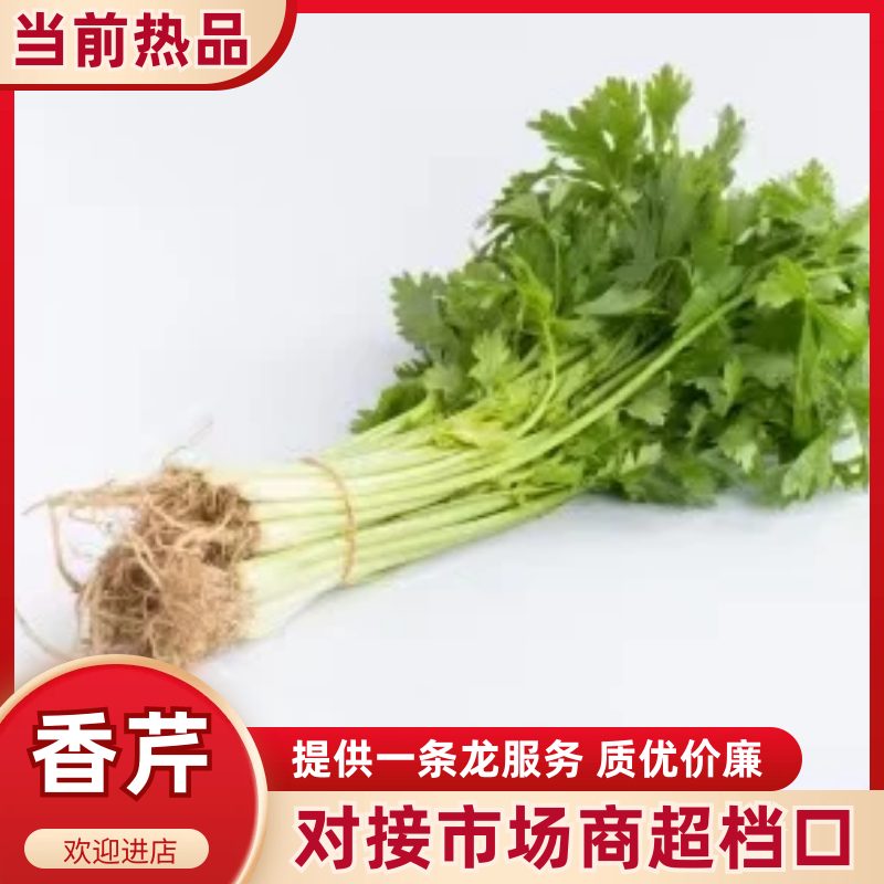 【实力供应】云南香芹大量供应一手货源量大从优欢迎咨询