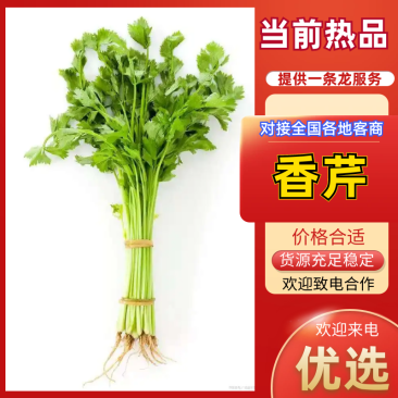 【热卖】通海小香芹产地直发可对接商超批发市场