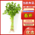 【热卖】通海小香芹产地直发可对接商超批发市场