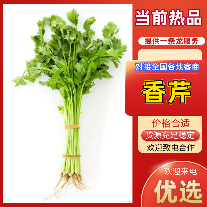 【热卖】通海小香芹产地直发可对接商超批发市场