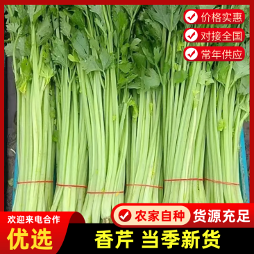【推荐】芹菜云南小香芹大量供应规格齐全量大从优