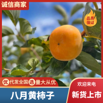 八月黄柿子精品甜柿基地直发供应全国市场电商商超