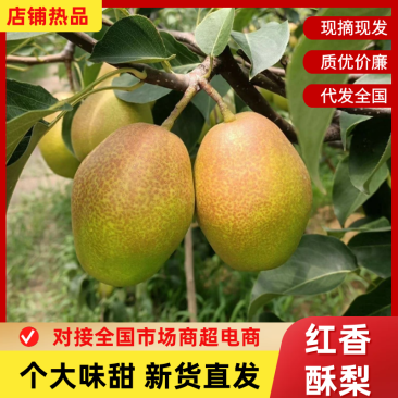 红香酥梨陕西酥梨皮薄多汁现摘现发供应全国市场电商