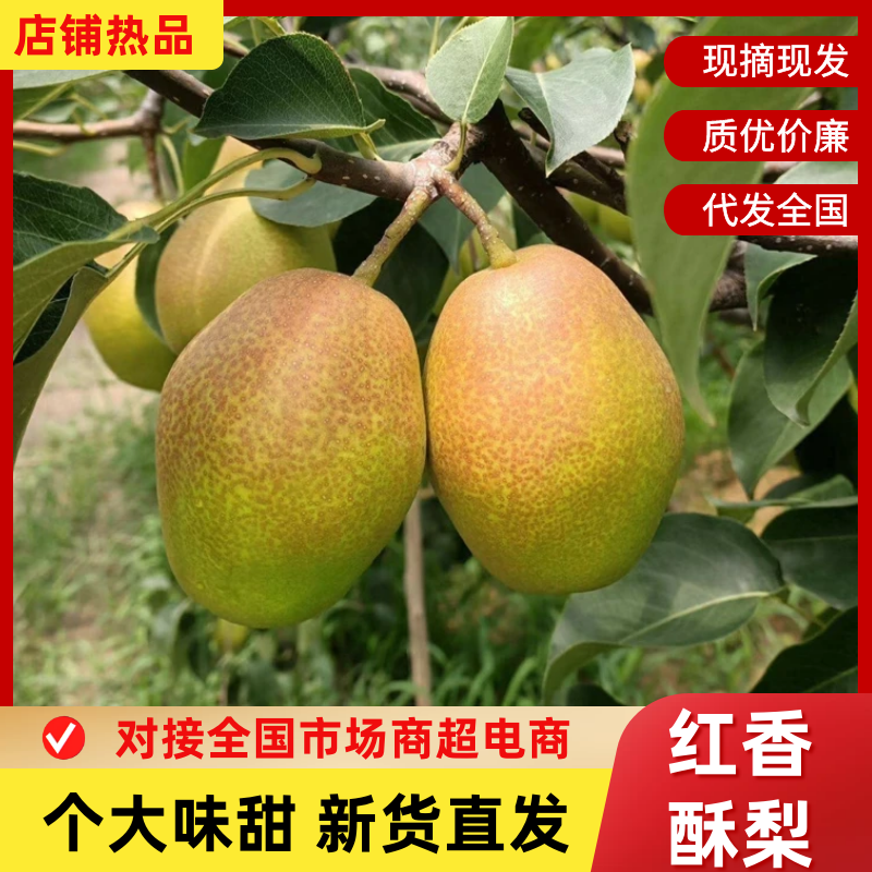 红香酥梨陕西酥梨皮薄多汁现摘现发供应全国市场电商