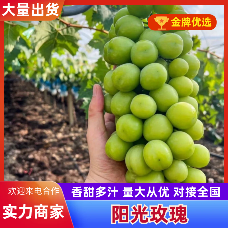 【实力】阳光玫瑰陕西阳光玫瑰颗粒饱满量大从优保质保量