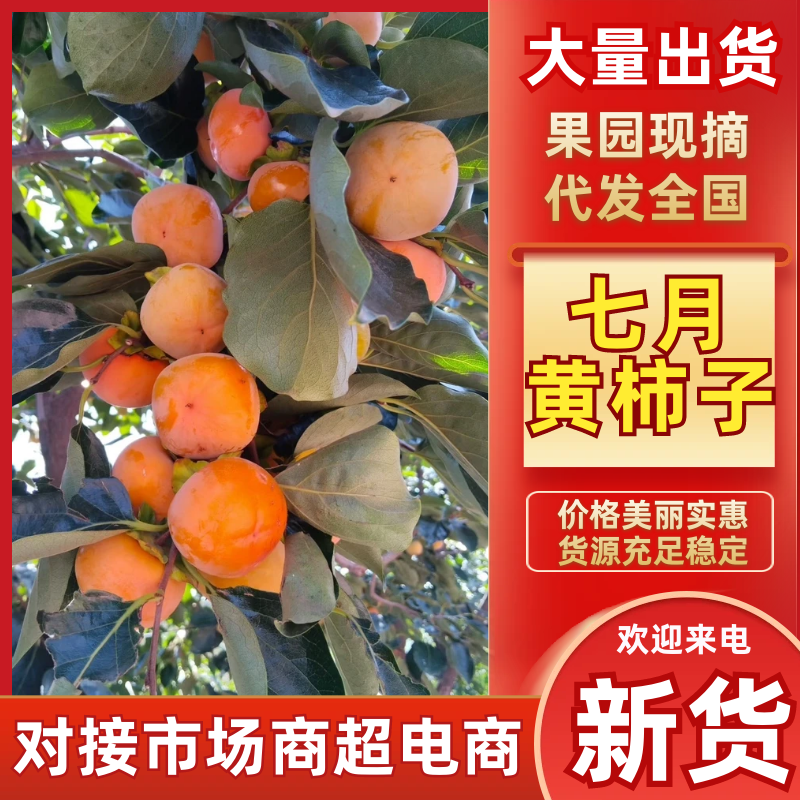 七月黄柿子陕西柿子基地直发量大从优供应市场电商