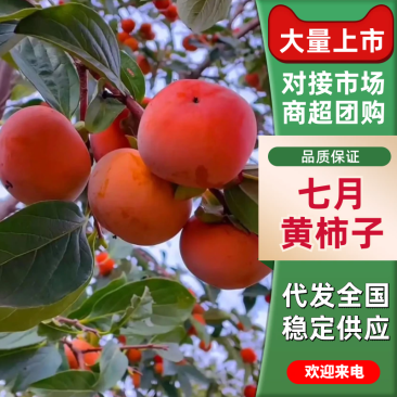 【实力供货】陕西七月黄柿子基地直供品质保证欢迎来电咨询