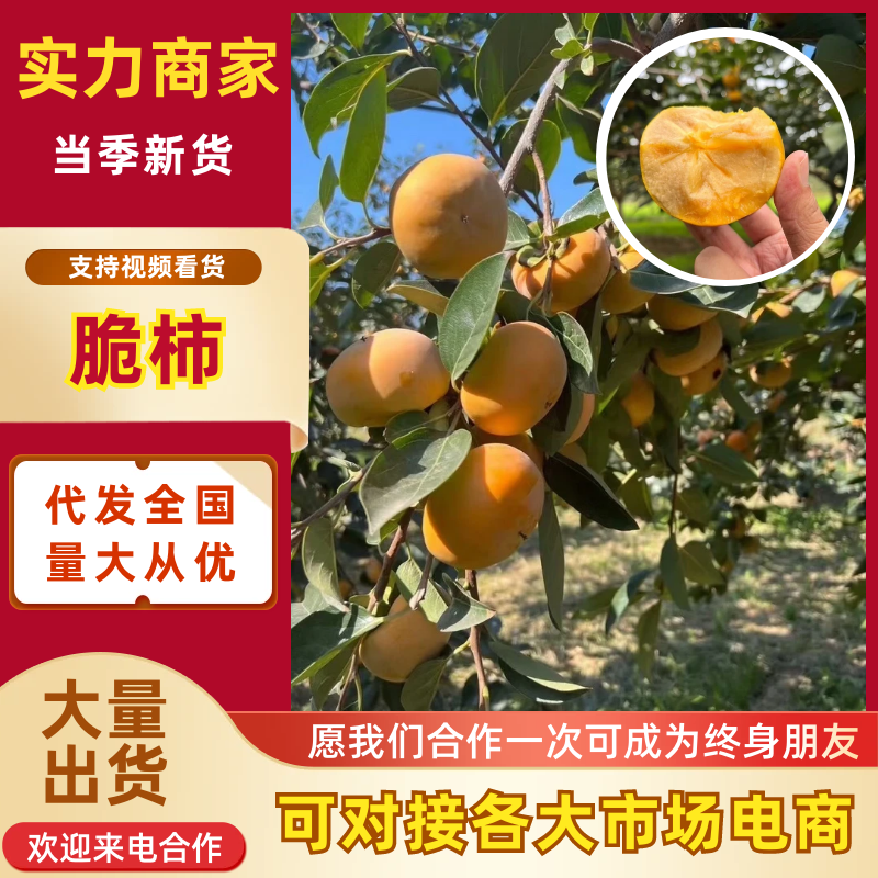 陕西脆柿陕西精品柿子基地直供对接全国市场电商商超