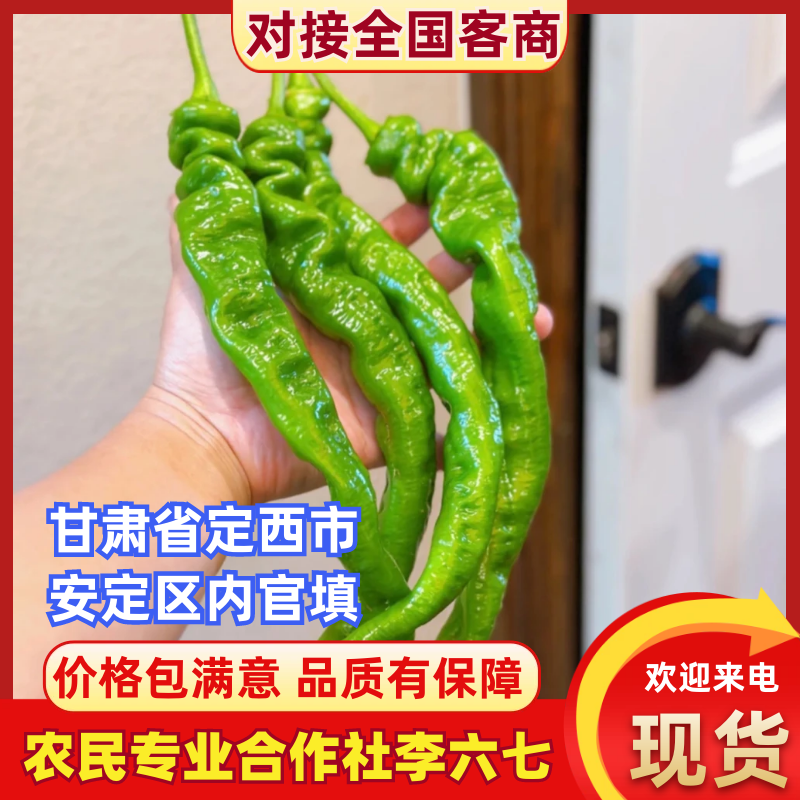 螺丝椒甘肃定西螺丝椒基地直发品质保证对接全国市场